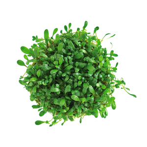 ГЛОССОСТИГМА НА КОРЯГЕ 10-15см