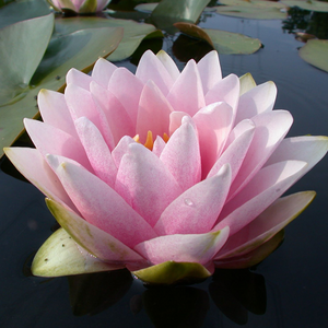 НИМФЕЯ МАДАМ ( РОЗОВАЯ ) - Nymphaea madam