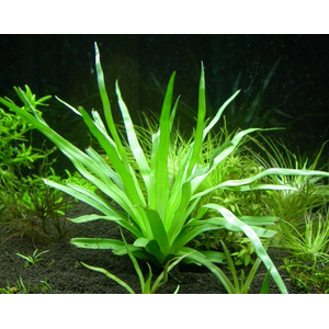 ЭРИОКАУЛОН ВЬЕТНАМ