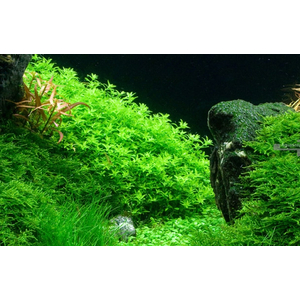 МИКРАНТЕМУМ МЕЛКОЛИСТНЫЙ - Micranthemum micranthemoides