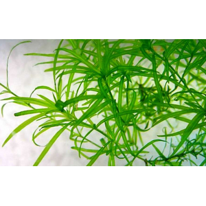 НАЯС - Najas guadelupensis