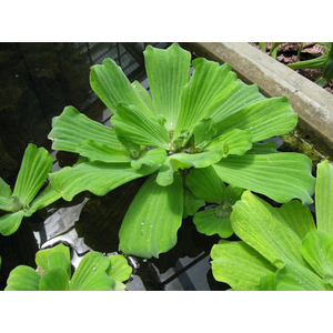 ПИСТИЯ - Pistia