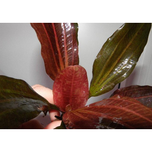 Эхинодорус «Красная жемчужина» (Echinodorus 'Hadi Red Pearl' / 'Red Pearl')