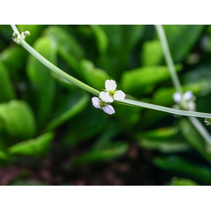 ​Эхинодорус мелкоцветковый «Тропика» (Echinodorus parviflorus «Tropica»)