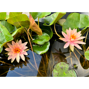 НИМФЕЯ ПРУДОВАЯ КОЛОРАДО ( ОРАНЖЕВАЯ ) - Nymphaea colorado