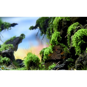 Микрантенум Монте Карло