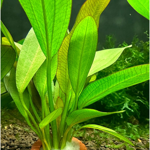 Эхинодорус Красный Феникс (Echinodorus 'Red Phoenix')