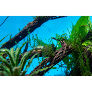 МОХ ОГОНЬ ФЛЕЙМ - Taxiphyllum sp