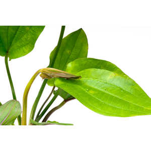 Эхинодорус макрофилус или крупнолистный (Echinodorus macrophyllus)