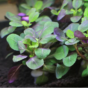 РАСТЕНИЕ на кочке ЛОБЕЛИЯ КАРДИНАЛЬСКАЯ