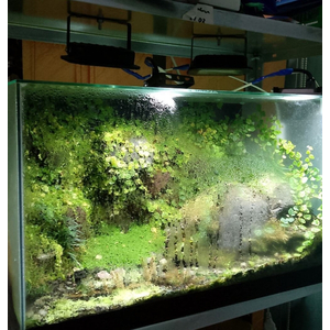 МОХ ассорти ДЛЯ ТЕРРАРИУМА / ПАЛЮДАРИУМА / ФЛОРАРИУМА