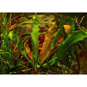 ЭХИНОДОРУС ПИТОН - Echinodorus Python