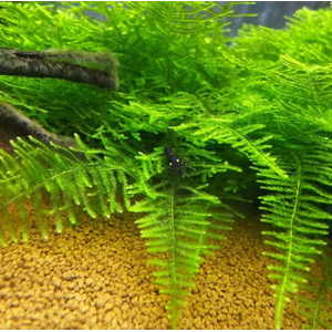 МОХ ГИГАНТСКИЙ ЮЖНАЯ АМЕРИКА - Moss sp. Giant South America