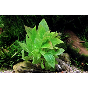 ЛИМОННИК КОМПАКТ - Hygrophila corymbosa compact