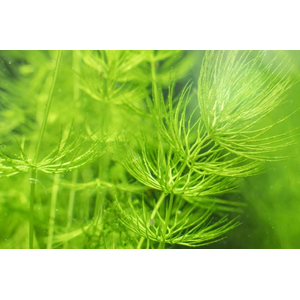 РОГОЛИСТНИК - Ceratophyllum