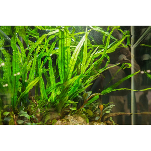 ПАПОРОТНИК УЗКОЛИСТНЫЙ - Microsorum pteropus 'Narrow'