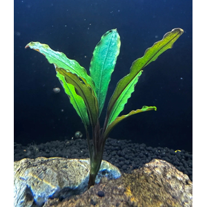 БУЦЕФАЛАНДРА ЗЕЛЕНЫЙ НЕФРИТ - Bucephalandra 'Green Jade'БУЦЕФАЛАНДРА ЗЕЛЕНЫЙ НЕФРИТ - Bucephalandra 'Green Jade'