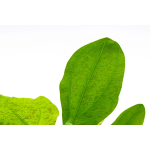 Растение на кочке ЭХИНОДОРУС ПИТОН