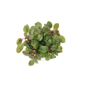 ЛОБЕЛИЯ КАРДИНАЛЬСКАЯ МАЛАЯ - Lobelia cardinalis Small Form