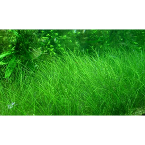 ЭЛЕОХАРИС ПАРВУЛА