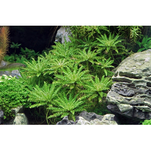 ПОГОСТЕМОН ХЕЛФЕРА - Pogostemon helferi