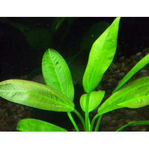 ЭХИНОДОРУС ШЕРОХОВАТЫЙ - Echinodorus scaber