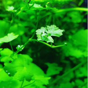 ГИДРОКОТИЛА ТРИПАРТИТА - Hydrocotyle Tripartita