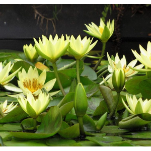 НИМФЕЯ ПРУДОВАЯ ШАРЛИН ( ЖЕЛТАЯ ) - Nymphaea charlene YELLOW