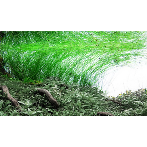 Элеохарис живородящий