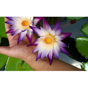 НИМФЕЯ ПРУДОВАЯ ПУРПЛ ДЖОЙ ( фиолетово-белый ) - Nymphaea purple joy