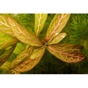 ГИГРОФИЛА УЗОРЧАТАЯ РОЗОВАЯ