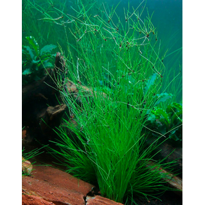 Элеохарис живородящий