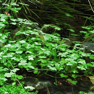 ГИДРОКОТИЛА ТРИПАРТИТА - Hydrocotyle Tripartita