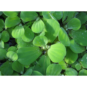 ПИСТИЯ 6-10см - Pistia stratiotes