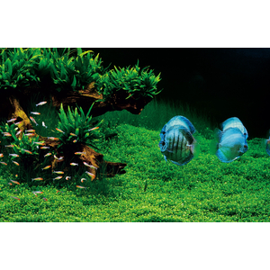 ГЛОССОСТИГМА НА КОРЯГЕ 10-15см