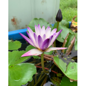 НИМФЕЯ ПРУДОВАЯ ПУРПЛ ДЖОЙ ( фиолетово-белый ) - Nymphaea purple joy