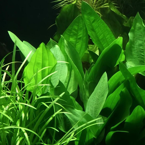 ЭХИНОДОРУС ЛОПАТОЛИСТНЫЙ - Echinodorus palaefolius