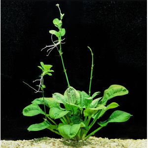 ​Эхинодорус мелкоцветковый «Тропика» (Echinodorus parviflorus «Tropica»)