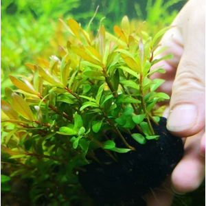 НИЗЕЯ ЗОЛОТАЯ - Nesaea pedicellata gold