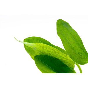 Растение на кочке ЭХИНОДОРУС ПИТОН