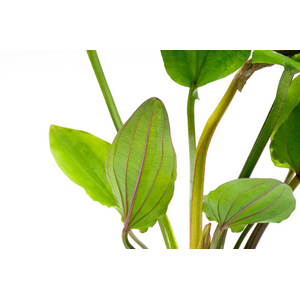 Эхинодорус макрофилус или крупнолистный (Echinodorus macrophyllus)
