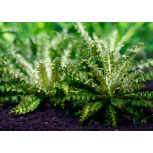 ПОГОСТЕМОН ХЕЛФЕРА - Pogostemon helferi