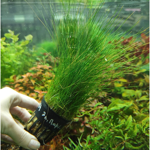 ЭЛЕОХАРИС ПАРВУЛА