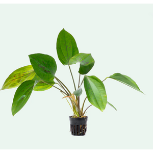 ЭХИНОДОРУС СЕРДЦЕЛИСТНЫЙ - Echinodorus cordifolius