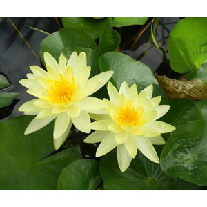 НИМФЕЯ ПРУДОВАЯ ШАРЛИН ( ЖЕЛТАЯ ) - Nymphaea charlene YELLOW