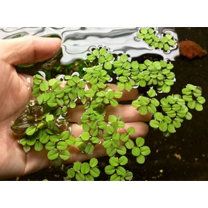 САЛЬВИНИЯ ПЛАВАЮЩАЯ - Salvinia natans