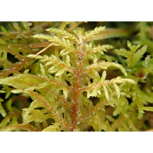 МОХ ЛИСТОСТЕБЕЛЬНЫЙ ДЛЯ ТЕРРАРИУМА - Hylocomium splendens