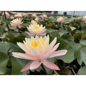 НИМФЕЯ ПРУДОВАЯ КОЛОРАДО ( ОРАНЖЕВАЯ ) - Nymphaea colorado