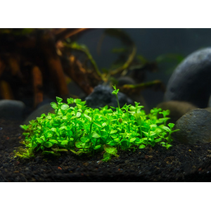 Микрантенум Монте Карло