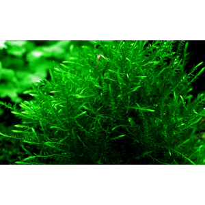 МОХ ФОНТИНАЛИС виллоу - Fontinalis antipyretica 10-12см